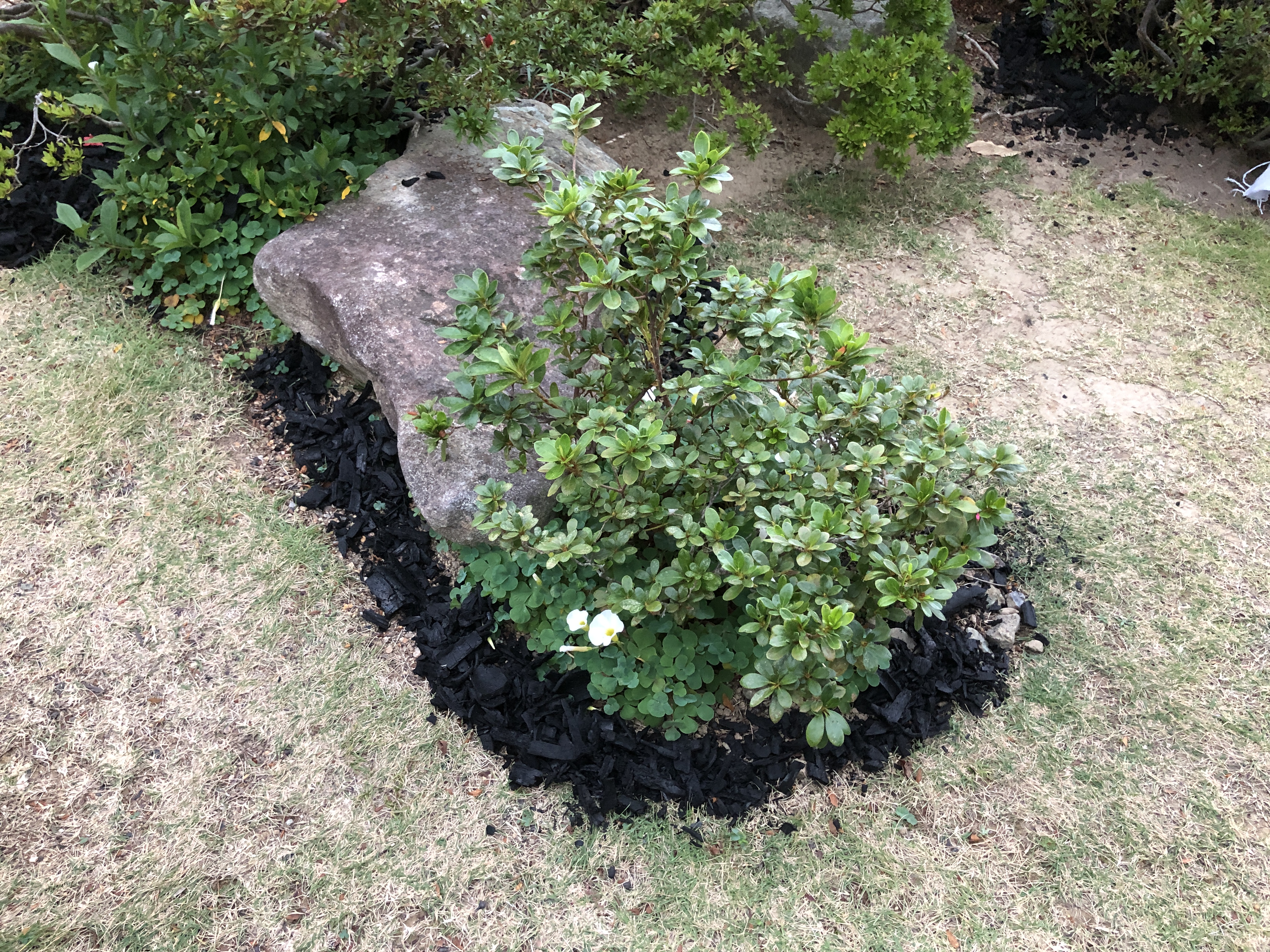 画像：竹炭庭園の例、庭石の周りを竹炭で囲っている。