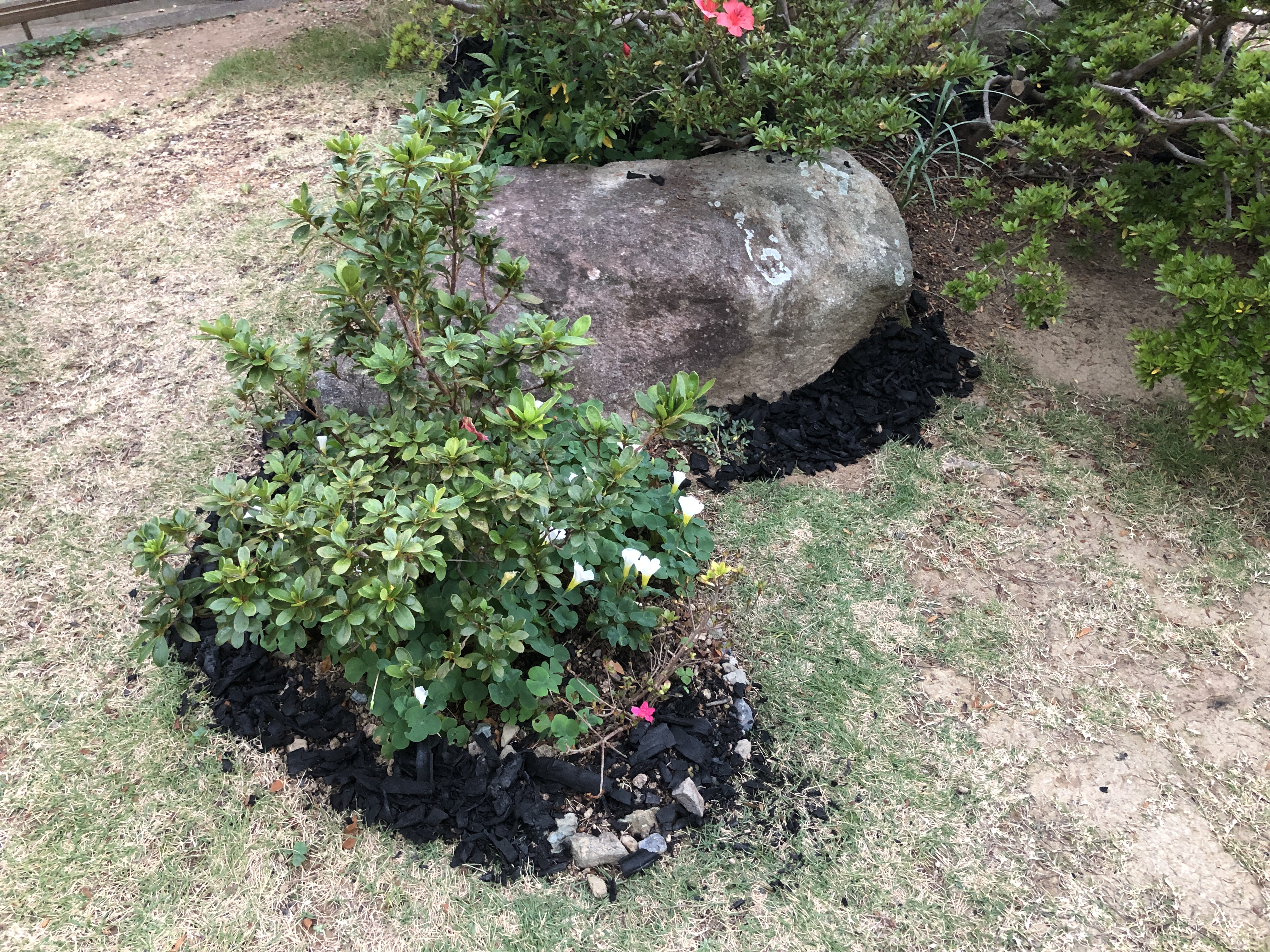 画像：竹炭庭園の例、庭石や庭木の周りに竹炭が敷いてある。